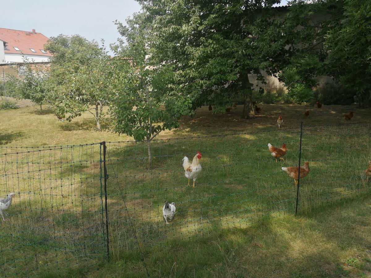 Jennys Hofladen Lägenhet Usedom Town Exteriör bild